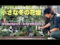 パンジー・ビオラに植え替える!/ 冬花壇の花合わせ・おすすめ草花はコレ!【冬のガーデニング】-フローラ黒田園芸- Winter gardening/ガーデニング 園芸 花壇