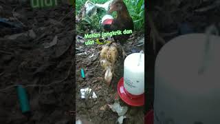 piti lagi makan  sama itom🐓🐥#likeandsubscribe #fypシ゚viral