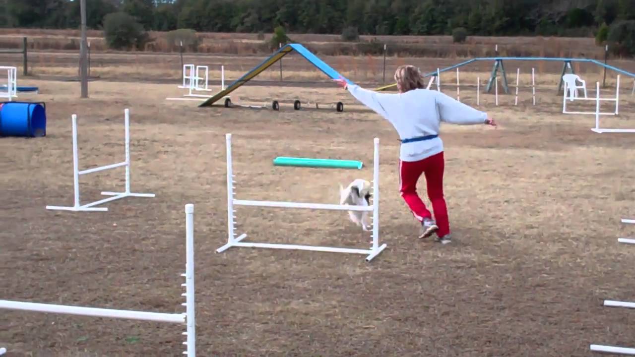 Dog Max Inc Agility Class Jan 4,2011d