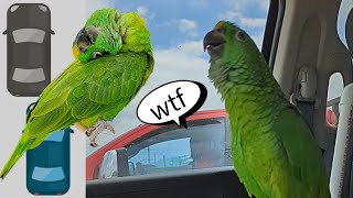 Charlie Murphy the Parrot enjoying commute making noise