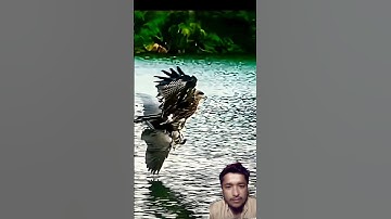 Surah Al Ikhlas #egzonibrahimi #سورة_الإخلاص #ikhlas #shortvideo #nature
