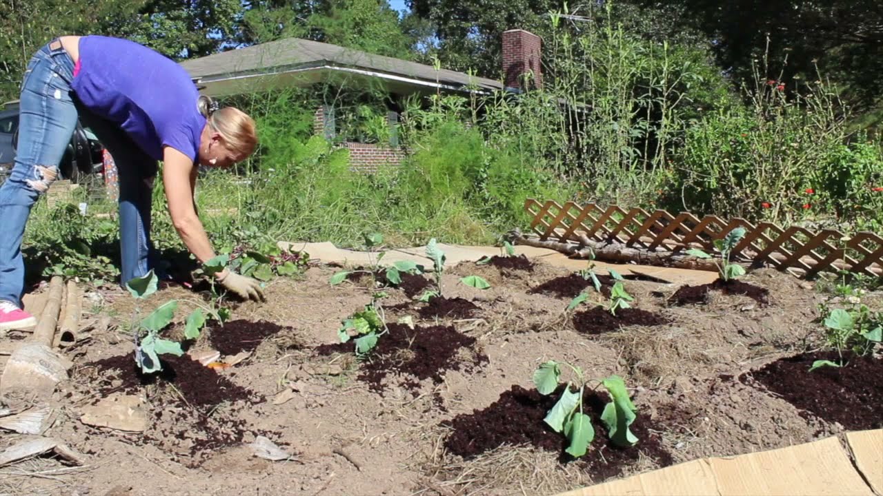 Planting Fall Crops Zone 8 YouTube