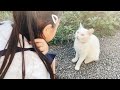 娘の言葉を理解して沢山お喋りしてくれる庭子猫が可愛すぎた…笑[三毛母猫の子猫とジョア]