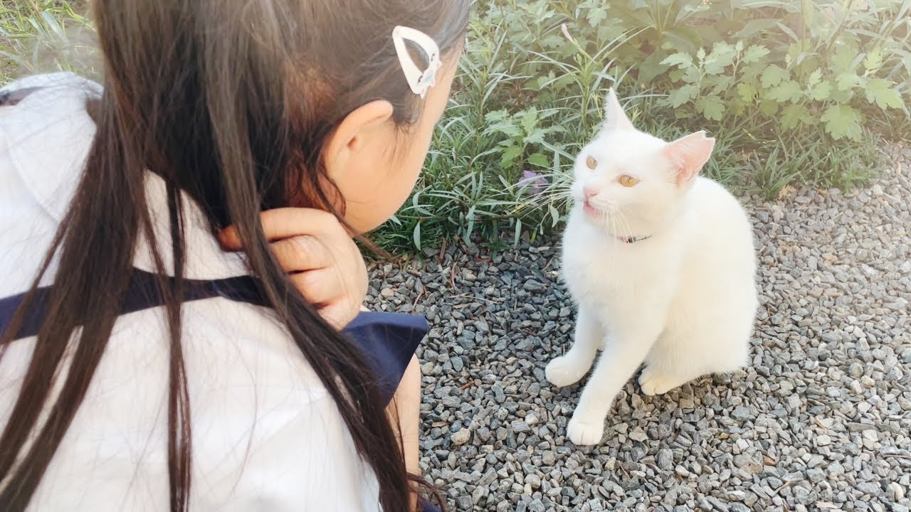娘の言葉を理解して沢山お喋りしてくれる庭子猫が可愛すぎた…笑[三毛母猫の子猫とジョア]