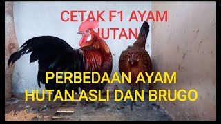 PERBEDAAN AYAM HUTAN ASLI DAN BRUGO || serta proses cetak F1