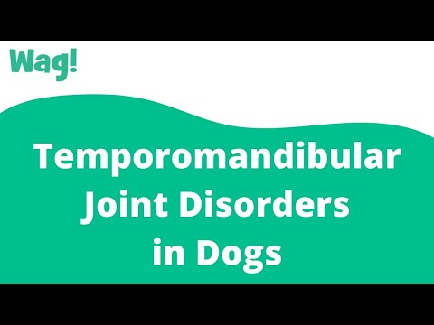 Video: Temporomandibulære Leddsykdommer Hos Hunder