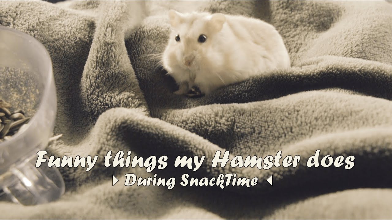 Funny Things My Hamster Does ⪩ •⩊• ⪨