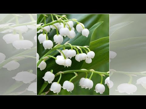 Health and Beauty Benefits of Lily of the Valley