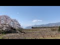 山梨の満開の桜の下を駆ける四季島