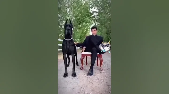 Other Dogs 💀 vs My Dog 😅 | Hilarious Dog Battle#shorts