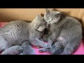 British shorthair cats: a very special birth!