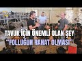 "Tavuk İçin Önemli olan Şey Folluğun Rahat Olması" - Kanatlı Alemi