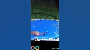 PLAY ZIP DANCE - ♾️ 8 LOOP -