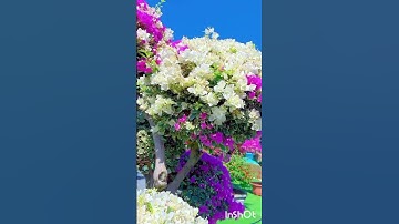 Thumbnail of Natural Video.#shorts Video#youtube shorts#flowers video#hindi Song#o dil pe chalai Song#