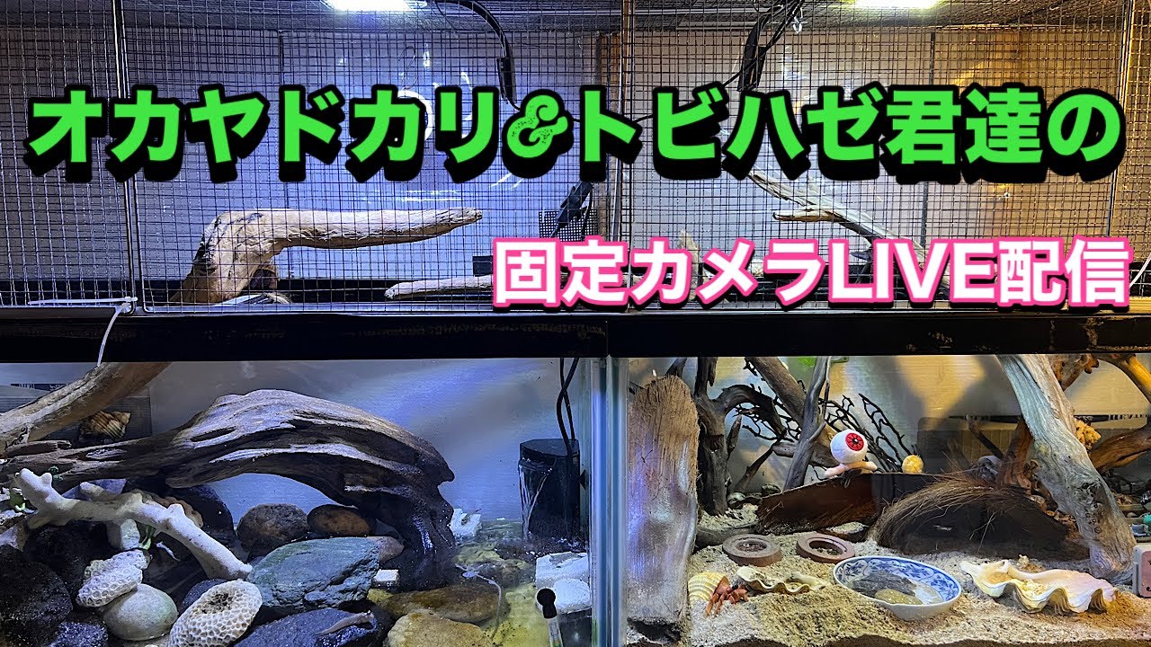 オカヤドカリ君の固定カメラLIVE配信2026.1.17【JJ&ハニー】