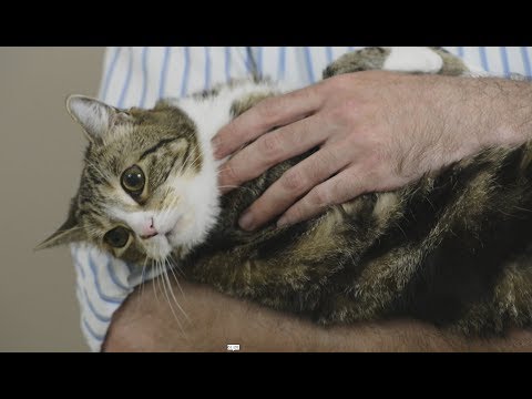 Video: Ar kačiukus reikėtų laikyti?