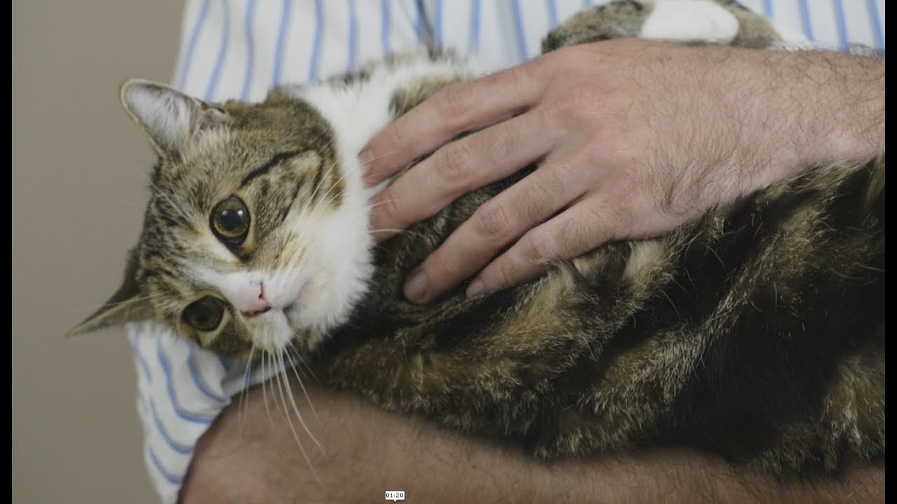 猫を赤ちゃんのように抱っこしてもいい 獣医師が解説する 猫の抱き方 がわかりやすくてためになる ねとらぼ
