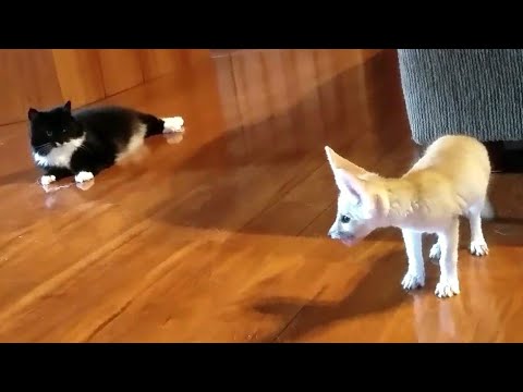 Fox Kit Yells at Cats