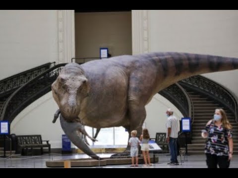 t rex ark Tyrannosaurus was Never a Scavenger
