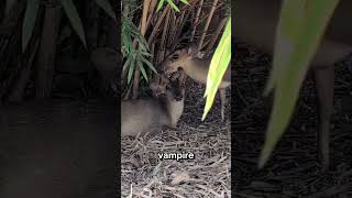 Meet the Muntjac Deer