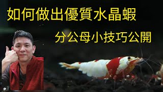 水晶蝦 米蝦 高手都沒教你怎麼做的秘密 公母分辨小技巧 讓你的蝦越養越漂亮