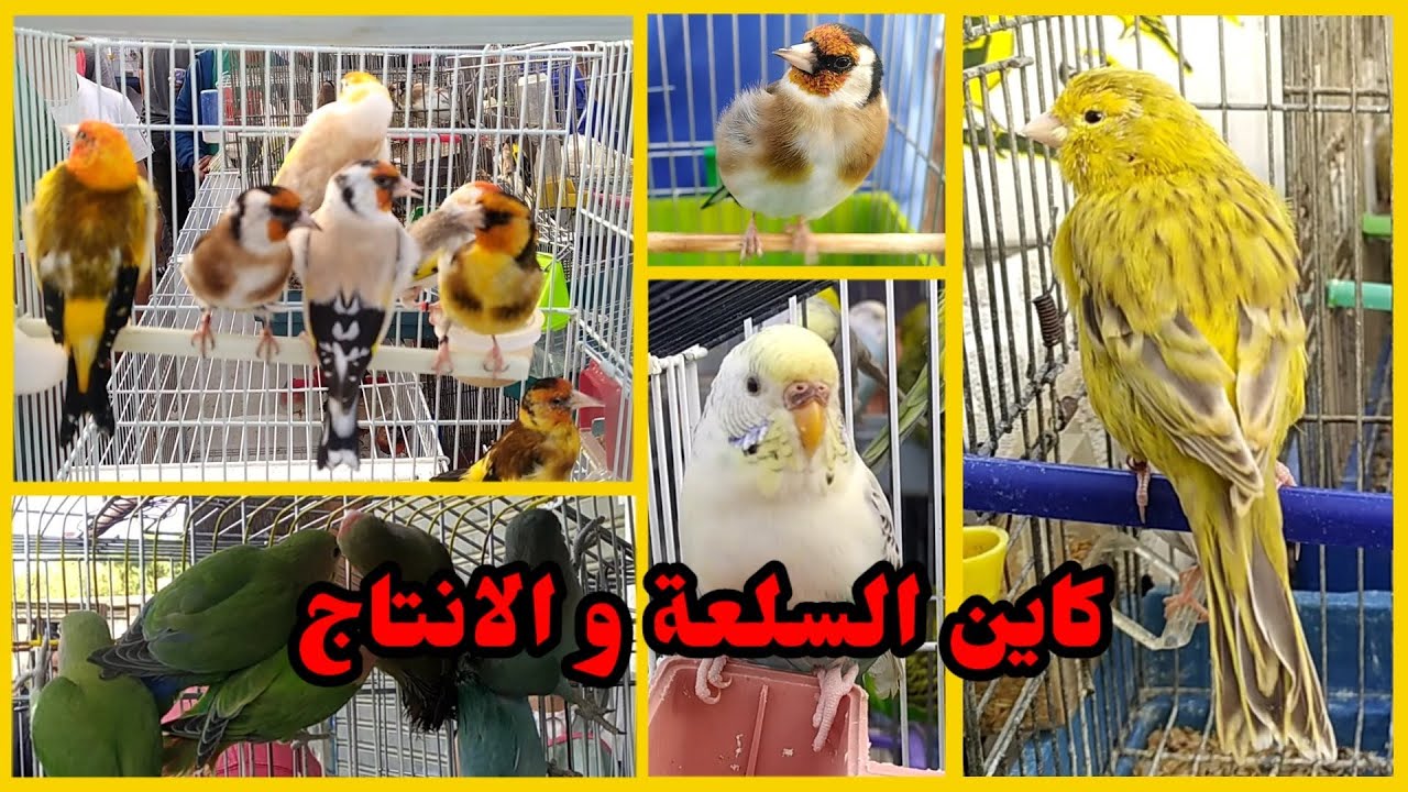 بودواو طيور الزينة | غلق سوق الحراش ينعش الاسواق