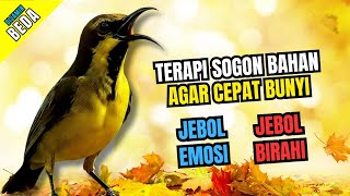Download Lagu 100% PASTI NYAUT‼️ Terapi Sogon Bahan Agar Cepat Bunyi Gacor MP3