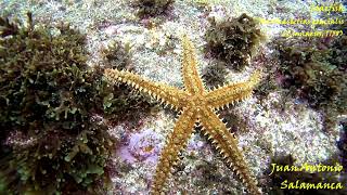 Starfish Marthasterias glacialis Spiny starfish   Spain Algeciras EDITADO