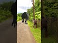 Massive T-Rex Attack in the Village Road #shorts #fyp #shortsfeed