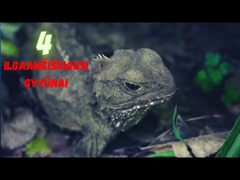 Video: Pailginti Naminių Gyvūnėlių Gyvenimą Leidžiant Oriai Mirčiai