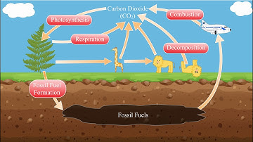 The Carbon Cycle