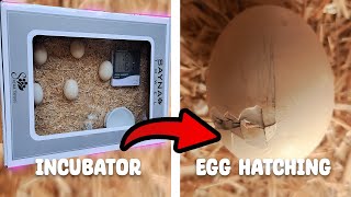 How to make a home incubator at home from a paper box | How to make an incubator at home