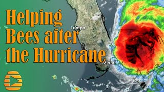 Helping bees after the hurricane Dorian in the Bahamas- Bees Beyond Borders