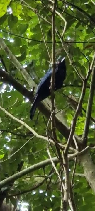 Greater Racket-tailed Drongo