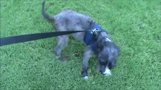 Darla Sherman Movie- Adoptable Tibetan Terrier Mix