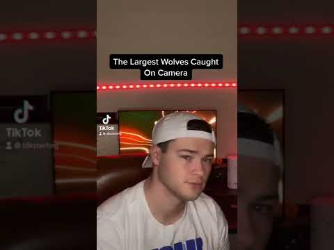 The Largest Wolves