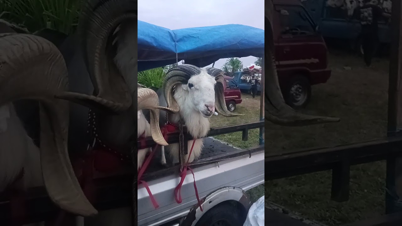 Domba garut peserta pamidangan pakuhaji pangandaran ‼️