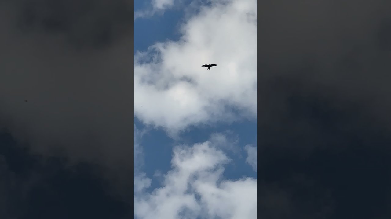 Majestic Red Kite Soaring In The Sky Captivating Wildlife Encounter 