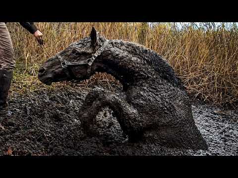 Rescue of Wild Horses from the Muddy Pit