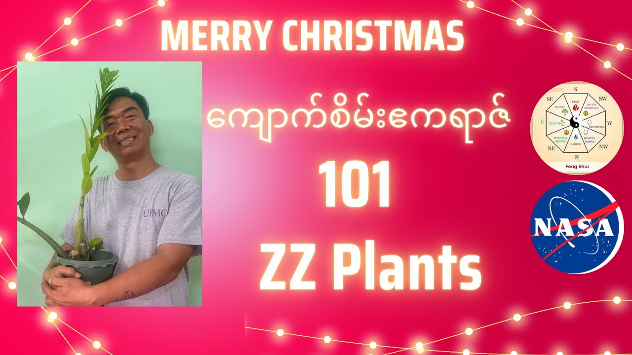 သင်မသိသေးတဲ့ ကျောက်စိမ်း ဧကရာဇ် အကြောင်းစုံ (ZZ Plants 101)