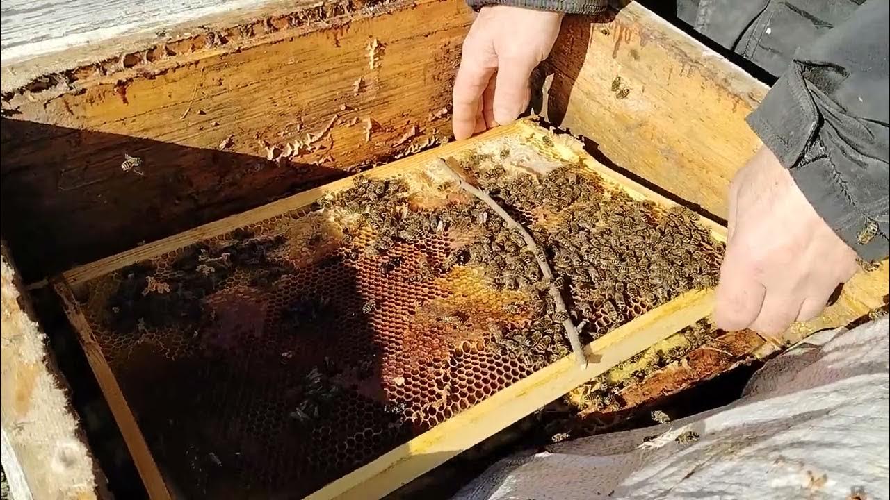Подкормка пчел полынью. Подкормка пчел полынью