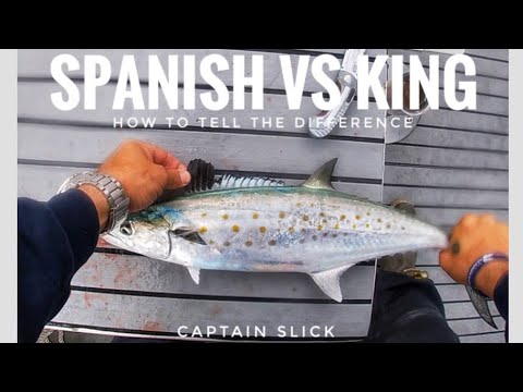 EASY, How To Tell The Difference Between Spanish & Juvenile King Mackerel