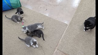 Eight cats in my garage