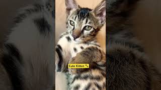 Cute Kitten Playing 🐾