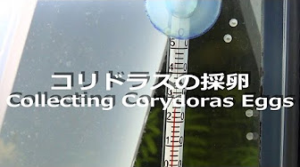 コリドラス 無精卵まとめ Youtube