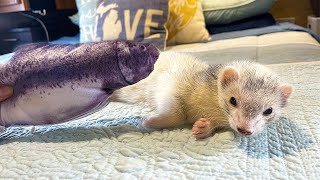 Ferrets REACT to Flopping Fish Cat Toy
