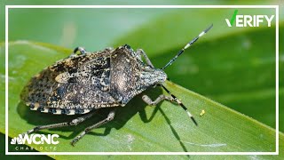 Heres How To Avoid Stink Bugs Around Your Home