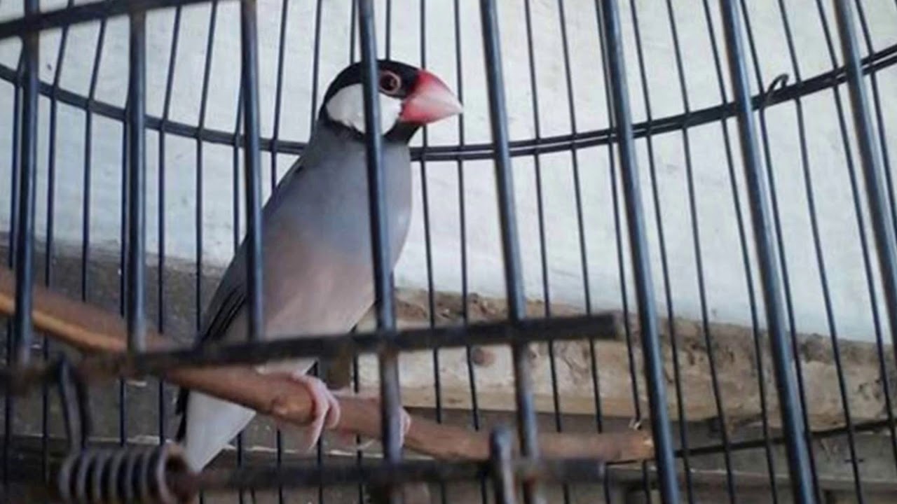 Langsung Respon Terapi Burung Glatik Belong Lelet Dan Males