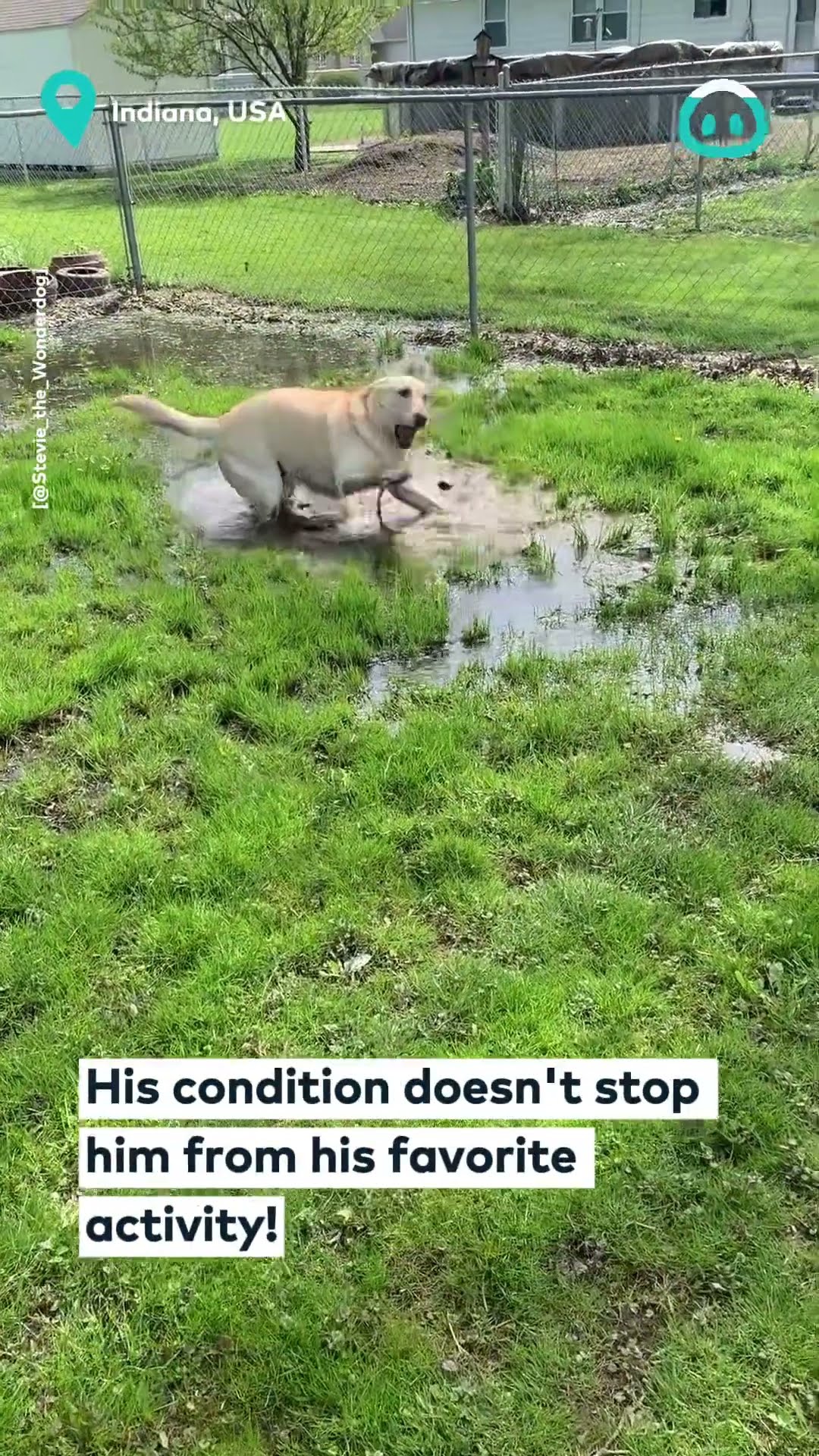 Doggo LOVES Puddle Jumping || ViralHog