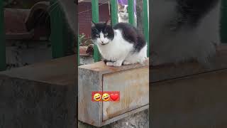 kamerat spiune inteligjente🤣#cat #macet #ngopi #shqipe #qeshmelot #subscribe